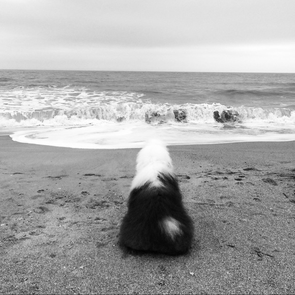 Meet your Posher, Aubrey - Picture 1 of 1